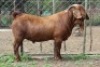 1 X KALAHARI RED BUCK WIGGILL KALAHARI RED HERD