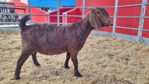 1 X KALAHARI RED DOE WIGGILL KALAHARI RED HERD