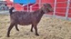 1 X KALAHARI RED DOE WIGGILL KALAHARI RED HERD