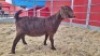 1 X KALAHARI RED DOE WIGGILL KALAHARI RED HERD - 2
