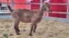 1 X KALAHARI RED DOE WIGGILL KALAHARI RED HERD