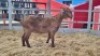1 X KALAHARI RED DOE WIGGILL KALAHARI RED HERD - 2