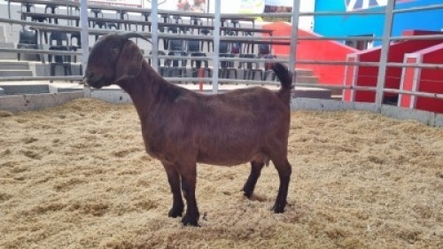 1 X KALAHARI RED DOE WIGGILL KALAHARI RED HERD