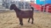 1 X KALAHARI RED DOE WIGGILL KALAHARI RED HERD