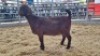 1 X KALAHARI RED DOE WIGGILL KALAHARI RED HERD - 2