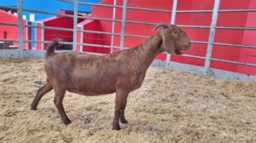 1 X KALAHARI RED DOE WIGGILL KALAHARI RED HERD