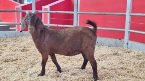 1 X KALAHARI RED DOE WIGGILL KALAHARI RED HERD