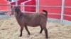1 X KALAHARI RED DOE WIGGILL KALAHARI RED HERD