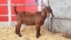 1 X KALAHARI RED DOE WIGGILL KALAHARI RED HERD