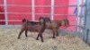2 X KALAHARI RED DOE WIGGILL KALAHARI RED HERD (Per animal to take the lot)