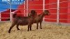 2 X KALAHARI RED DOE WIGGILL KALAHARI RED HERD (Per animal to take the lot)