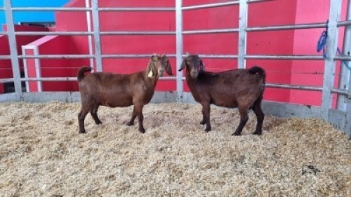 2 X KALAHARI RED DOE WIGGILL KALAHARI RED HERD (Per animal to take the lot)
