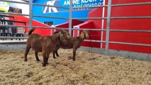 2 X KALAHARI RED DOE WIGGILL KALAHARI RED HERD (Per animal to take the lot)