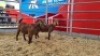 2 X KALAHARI RED DOE WIGGILL KALAHARI RED HERD (Per animal to take the lot)