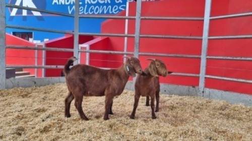 2 X KALAHARI RED DOE WIGGILL KALAHARI RED HERD (Per animal to take the lot)