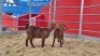 2 X KALAHARI RED DOE WIGGILL KALAHARI RED HERD (Per animal to take the lot)
