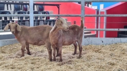 2 X KALAHARI RED DOE WIGGILL KALAHARI RED HERD (Per animal to take the lot)