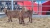 2 X KALAHARI RED DOE WIGGILL KALAHARI RED HERD (Per animal to take the lot)