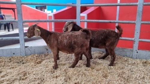 2 X KALAHARI RED DOE WIGGILL KALAHARI RED HERD (Per animal to take the lot)
