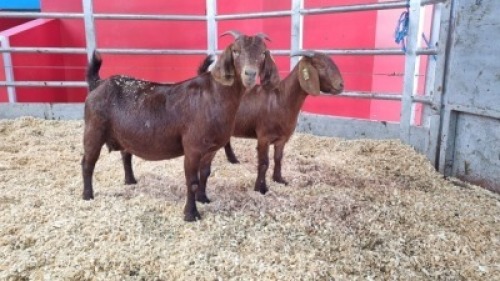 2 X KALAHARI RED DOE WIGGILL KALAHARI RED HERD (Per animal to take the lot)