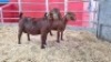 2 X KALAHARI RED DOE WIGGILL KALAHARI RED HERD (Per animal to take the lot)