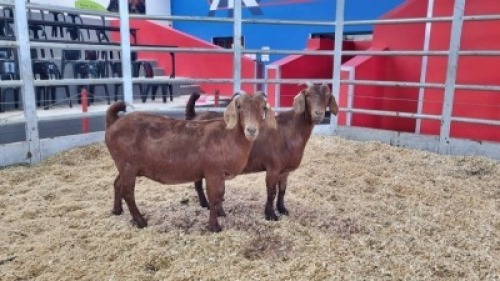 2 X KALAHARI RED DOE WIGGILL KALAHARI RED HERD (Per animal to take the lot)