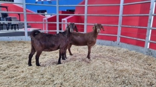 2 X KALAHARI RED DOE WIGGILL KALAHARI RED HERD (Per animal to take the lot)