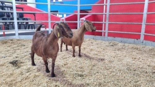 2 X KALAHARI RED DOE WIGGILL KALAHARI RED HERD (Per animal to take the lot)