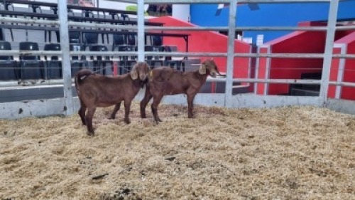 2 X KALAHARI RED DOE WIGGILL KALAHARI RED HERD (Per animal to take the lot)
