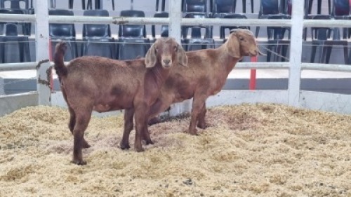 2 X KALAHARI RED DOE WIGGILL KALAHARI RED HERD (Per animal to take the lot)