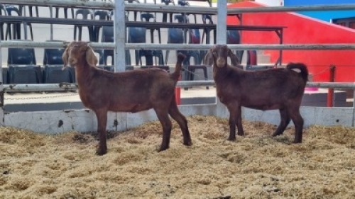 2 X KALAHARI RED DOE WIGGILL KALAHARI RED HERD (Per animal to take the lot)