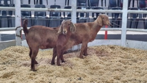 2 X KALAHARI RED DOE WIGGILL KALAHARI RED HERD (Per animal to take the lot)