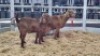 2 X KALAHARI RED DOE WIGGILL KALAHARI RED HERD (Per animal to take the lot)