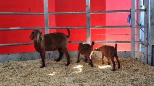 1+2 X KALAHARI RED DOE WIGGILL KALAHARI RED HERD