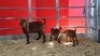 1+2 X KALAHARI RED DOE WIGGILL KALAHARI RED HERD