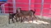 2+2 X KALAHARI RED DOE WIGGILL KALAHARI RED HERD (Per animal to take the lot)