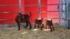 2+2 X KALAHARI RED DOE WIGGILL KALAHARI RED HERD (Per animal to take the lot) - 2