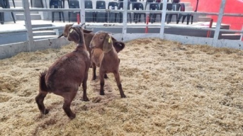 3 X KALAHARI RED DOE WIGGILL KALAHARI RED HERD (Per animal to take the lot)