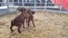 3 X KALAHARI RED DOE WIGGILL KALAHARI RED HERD (Per animal to take the lot)