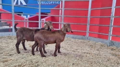 2 X KALAHARI RED DOE WIGGILL KALAHARI RED HERD (Per animal to take the lot)