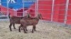 2 X KALAHARI RED DOE WIGGILL KALAHARI RED HERD (Per animal to take the lot)