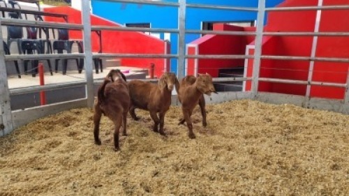 3 X KALAHARI RED DOE WIGGILL KALAHARI RED HERD (Per animal to take the lot)