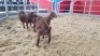 3 X KALAHARI RED DOE WIGGILL KALAHARI RED HERD (Per animal to take the lot)