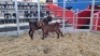 2 X KALAHARI RED DOE WIGGILL KALAHARI RED HERD (Per animal to take the lot)