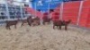 7 X KALAHARI RED BUCK WIGGILL KALAHARI RED HERD (Per animal to take the lot)