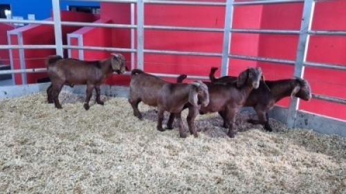 4 X KALAHARI RED DOE WIGGILL KALAHARI RED HERD (Per animal to take the lot)