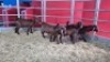 4 X KALAHARI RED DOE WIGGILL KALAHARI RED HERD (Per animal to take the lot)