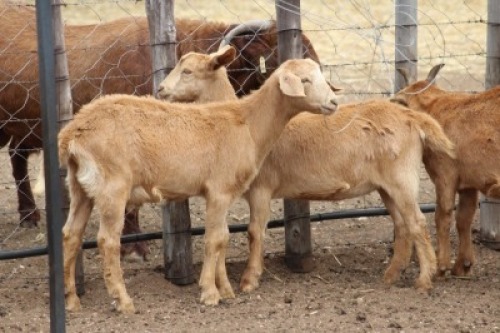 2 X MELKBOK DOE (Per animal to take the lot)