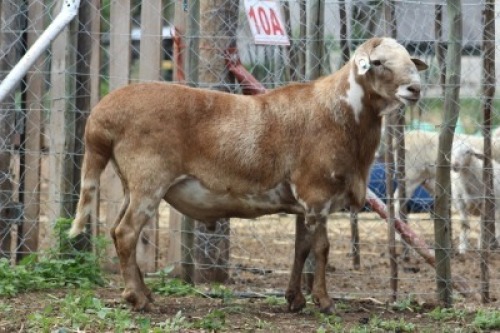 1 X MEATMASTER RAM