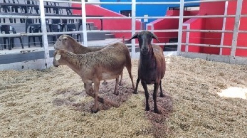 3 X MEATMASTER EWE (Per animal to take the lot)